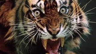Редкое видео! Тигр в Драке Убивает МЕДВЕДЯ!! бои тигра и медведя видео бои тигра с медведем видео бой медведя с тигром видео бой медведя и тигра видео видио бой тигра с медведем бой тигра с медведем в